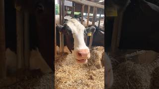 This Little Cow Eats Grass 🐄 🐮 #kidssongs #kidsvideo #singalong #children #kids #toddlers #babies