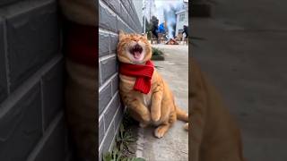 cat jaldi Bhag jao 🫢#cat #shorts