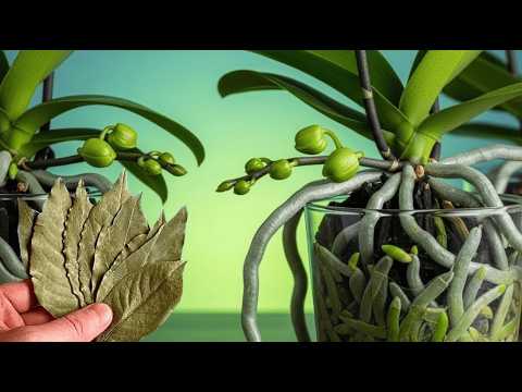 No Fertilizer Needed – This Leaf Makes My Orchid Bloom Continuously