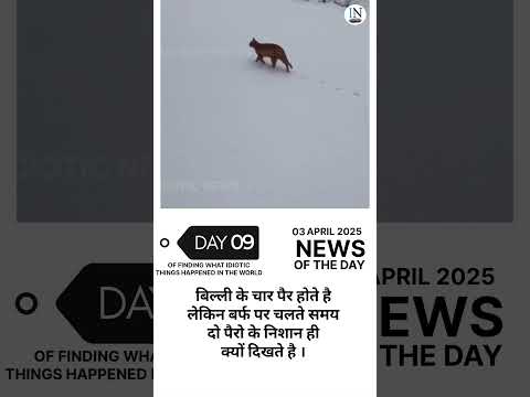 Cat Walk in snow #news #asiancountries #automobile #southeastasia #duet #cat #catlover #catvideos