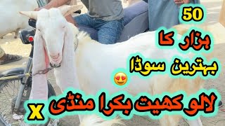 Lalukhet Bakra Mandi 😍 Latest Rates update❤️|| 12-10-2025|| Sunday Quarbani 2026 Ka MAL#video 