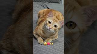 Only true cat lovers can understand🐈❤️✨️ #cat #cutecats #catlovers #cutecats #catlove #catshorts