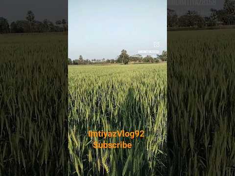 गेहूं के खेतों मे कंघी जो करे हवाएंgehun ke khet mein kanghi kare hawaye#shorts @ImtiyazVlog92