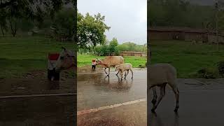 dada ma #sorts #howtoviralfirstvlogs