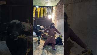 Sultan ka gold chori hogya😭😱qurbani2025❤️#cow #cowgoat #camel #bull #bulllovers  #ytshorts