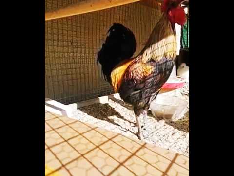 Rooster Passes Out crowing #chicken #farm #rooster #chicks #viral #fypシ #eggs #fyp #comedy #funny