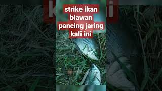 strike ikan biawan pancing jaring #pancingjaring #mancingjaring #pancingpandau