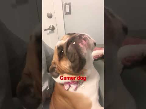 THIS DOG CAN GAME