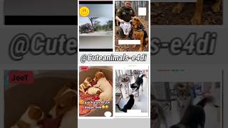 cute animals funny video trending shorts 😍pT-205 #cuteanimalsfunnyvideos​ #funnycomedyshorts #funny