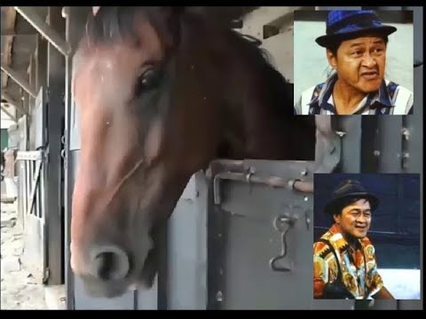 Funny Animals - Babalu comedy - Babalu compilations Talking Animals