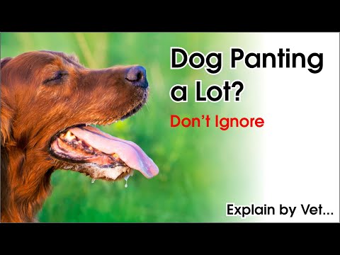 Is Your Dog Panting Excessively? Vet Explains | The Hills Veterinary Clinic
