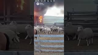 Horse saves the sheeps from fire #horse #usa #uk #canada #europe #viral #trending #shorts #short
