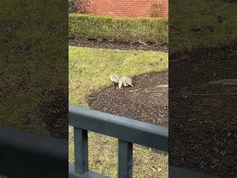 Squirrel digging like his life depends on it!