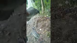 air danou banjir ikan nya minggir..!! #shorts