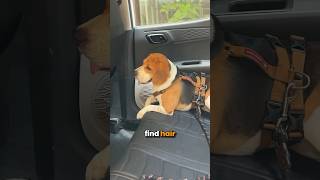 I still love beagles the most :)
