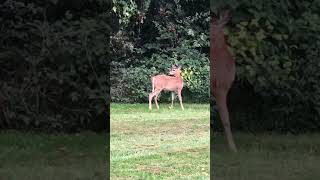 Dancing Deer #cute #shorts #animals #nature