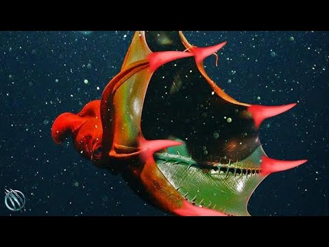 🦑 VAMPIRE SQUID... From Hell !! 🦑