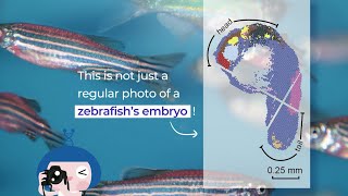 Stereo-seq snapshot of zebrafish | BGI Gene Test