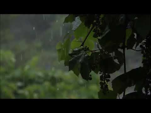 Rain Sound Helps to Sleep (No Ads) Rain in Forest White Noise Soothing and Relaxing Rain Music