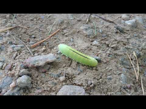 Some Larva bug? [4K]