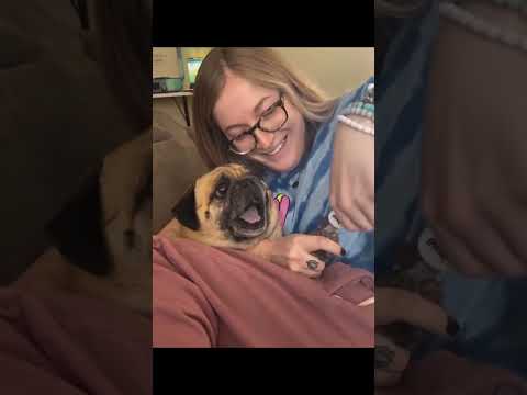 Funny Dog Nail Trim Reactions 🐶😂#SnappyWorld#CutePuppy#FunnyDogs#Shorts#cute#dog #pets#viral#funny