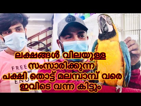 അബുദാബി 𝕡𝕖𝕥  market കൗതുക കാഴ്ചകൾ 2020 #abudhabipetmarket
