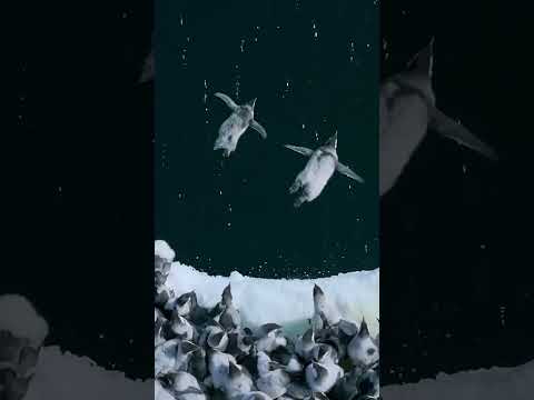 🐧 Baby Penguins Jump Off 50 Foot Cliff in Antarctica #penguins