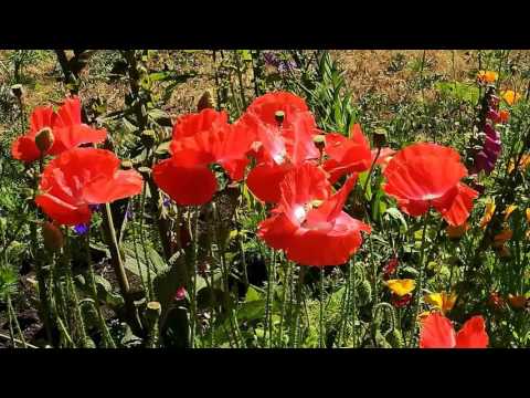 GIOVANNI MARRADI -  Garden of dreams.( Relaxing music)