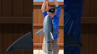 As Seen on TV! - Making a Shark Swimbait for Shark Week #shorts #lure