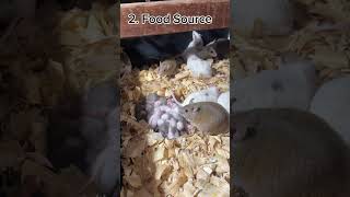 5 Must Haves For Breeding Ball Pythons. #ballpython #breeder #shorts #morphs #reptiles #snakes