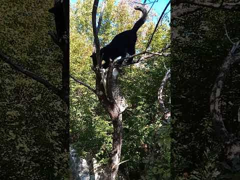 Cats in Nature