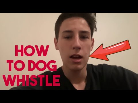 THE DOG WHISTLE