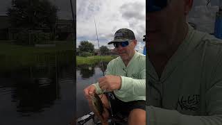 WHAT DO YOU THINK ABOUT A RATTLING WEIGHT WHILE DROP SHOT FISHING #short #shorts #dropshot #fishing