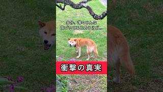 柴犬コロ 衝撃の真実😂 #柴犬コロ #おもしろ #衝撃 #面白い #おすすめ #funny #shibainu #dog