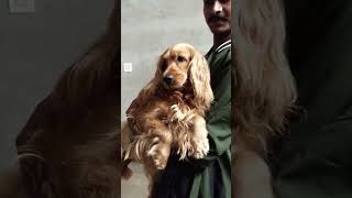 #doglover 🥰#statusvideo #whatsapp 😱#cutestatus 🥰🐕