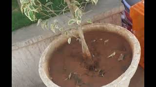 Grass cutting by machine Town square #Hyderabad #telangana #machine #vlog