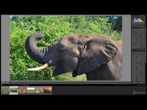 Lightroom CC: Wildlife Photography - How to Edit Your Photos : Cropping