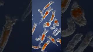 Some of my favorite micro animals, rotifers 🔬🦠 #science #microscopy #biology