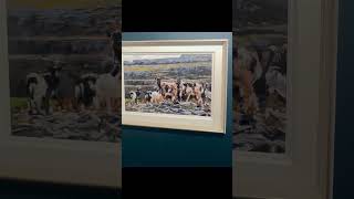 Goats in the #burren, co