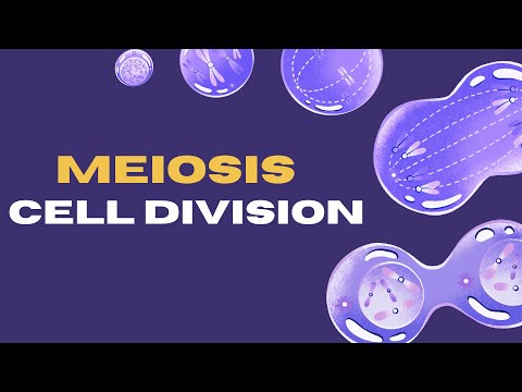 How Does Meiosis Create Billions of Unique Humans?The Secret of Genetic Diversity!