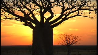 Boab Trees - Where did they come from?