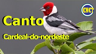 O lindo CANTO Cardeal-do-nordeste/ Som Ideal para treinar filhotes de galo-de-campina ao vivo