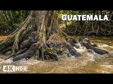 SHADOW OF THE JUNGLE GUATEMALA | Survival in the Territory of Predators | Nature Animal Documentary