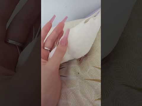 #птицы #попугаи #милота #корелла #cute #смешныепопугаиговорящие