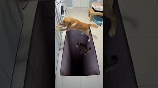 Golden Retriever trapped on Illusion Mat vs Tabby 💀 #shorts