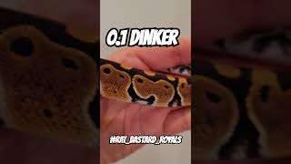 0.1 Dinker #RAT_BASTARD_ROYALS #highquality #ballpython #royalpython #dinker #genetics