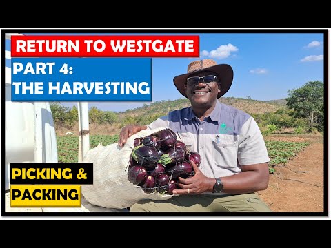 Farming in Zambia: Harvesting our First crop of Eggplant at Westgate 1