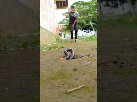 It turns out that millipedes really like jelly candy#millipede #milliedes #shorts #shortvideo