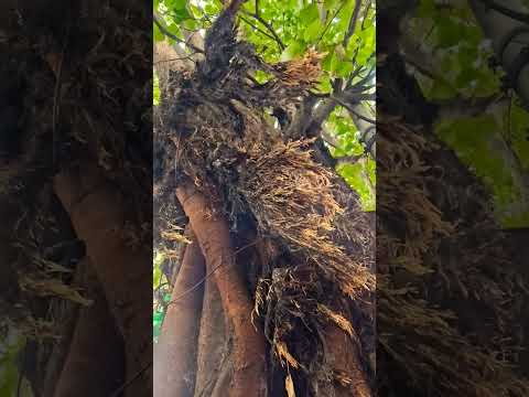 The tree always sacrifice life to make our life beautiful ❤️.