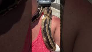 Ball python loving the sun! #reels #reptiles #ballpythonmorph #piedballpython #animals #pythonsnake